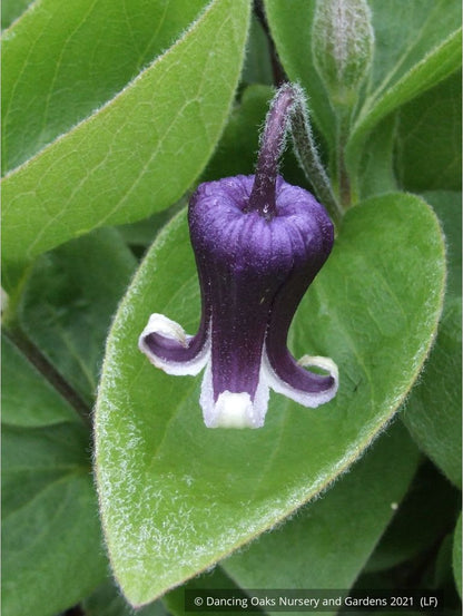 Perennials ~ Clematis fremontii, Fremont's Crow's Foot ~ Dancing Oaks Nursery and Gardens ~ Retail Nursery ~ Mail Order Nursery