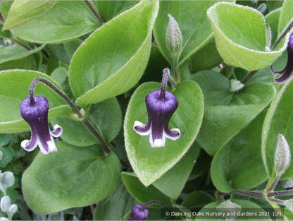 Perennials ~ Clematis fremontii, Fremont's Crow's Foot ~ Dancing Oaks Nursery and Gardens ~ Retail Nursery ~ Mail Order Nursery