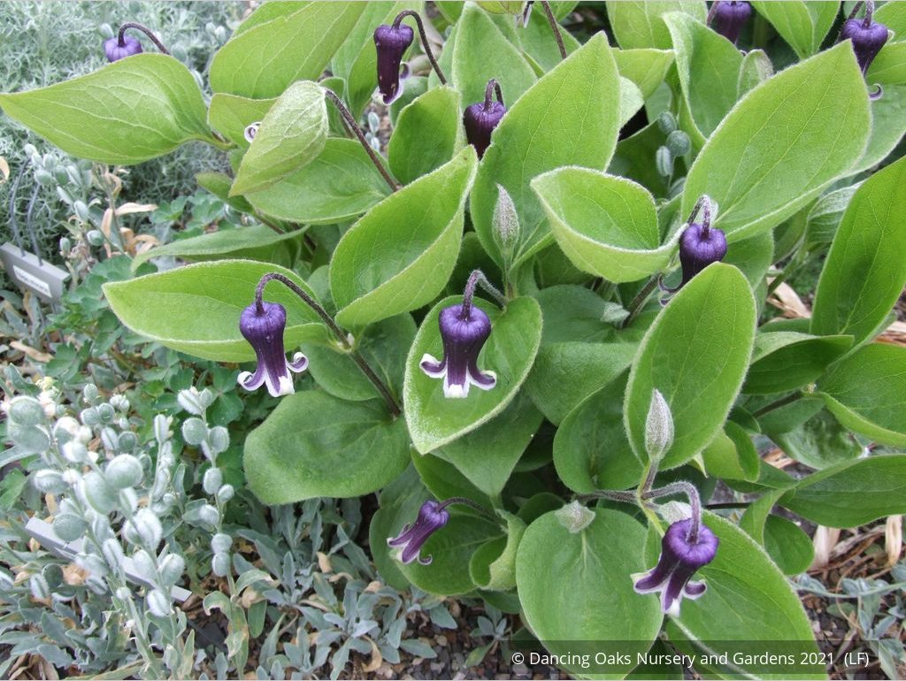 Perennials ~ Clematis fremontii, Fremont's Crow's Foot ~ Dancing Oaks Nursery and Gardens ~ Retail Nursery ~ Mail Order Nursery