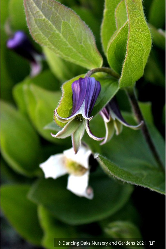 Perennials ~ Clematis fremontii, Fremont's Crow's Foot ~ Dancing Oaks Nursery and Gardens ~ Retail Nursery ~ Mail Order Nursery