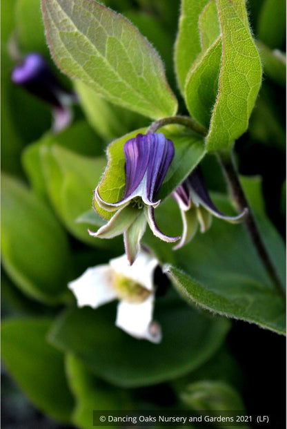 Perennials ~ Clematis fremontii, Fremont's Crow's Foot ~ Dancing Oaks Nursery and Gardens ~ Retail Nursery ~ Mail Order Nursery