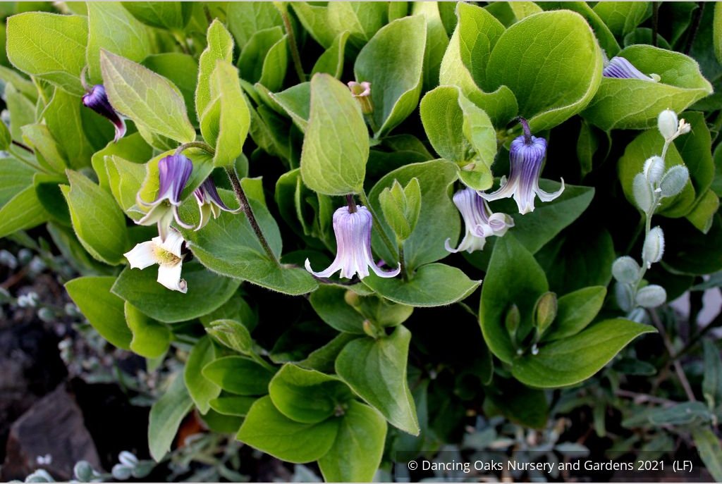 Perennials ~ Clematis fremontii, Fremont's Crow's Foot ~ Dancing Oaks Nursery and Gardens ~ Retail Nursery ~ Mail Order Nursery