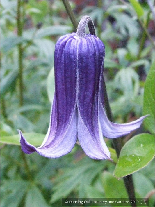 Vines ~ Clematis 'Rooguchi', Solitary Clematis (non-vining) ~ Dancing Oaks Nursery and Gardens ~ Retail Nursery ~ Mail Order Nursery