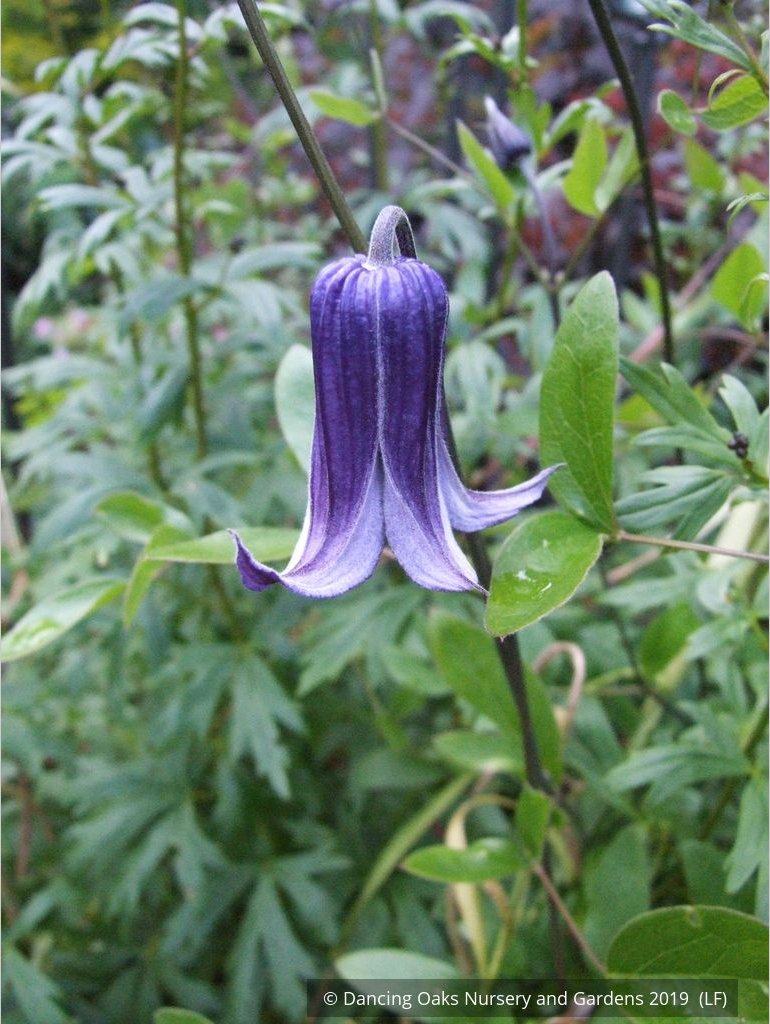 Vines ~ Clematis 'Rooguchi', Solitary Clematis (non-vining) ~ Dancing Oaks Nursery and Gardens ~ Retail Nursery ~ Mail Order Nursery