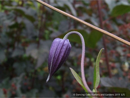 Vines ~ Clematis 'Rooguchi', Solitary Clematis (non-vining) ~ Dancing Oaks Nursery and Gardens ~ Retail Nursery ~ Mail Order Nursery