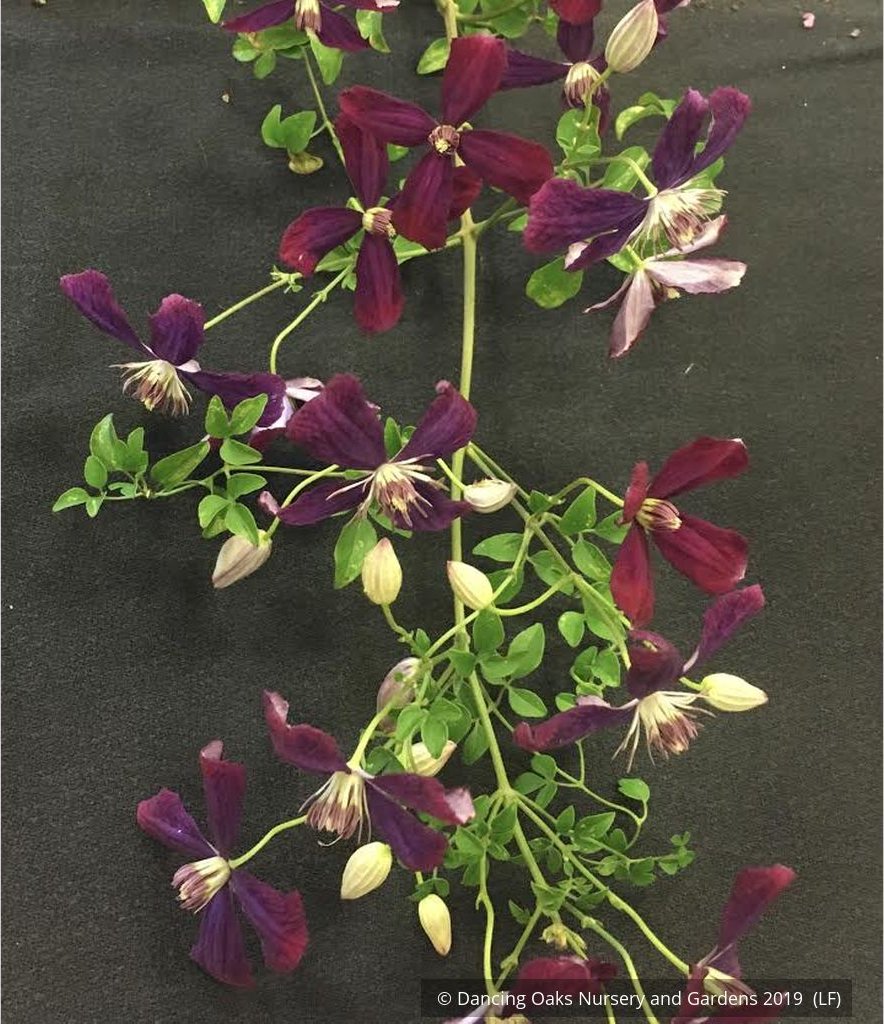 Vines ~ OFFLINE ONLY Clematis x 'Sweet Summer Love' ~ Dancing Oaks Nursery and Gardens ~ Retail Nursery ~ Mail Order Nursery