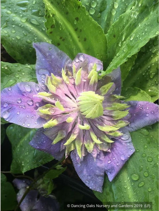 Shrubs ~ Clematis 'Taiga', Large-Flowered Clematis ~ Dancing Oaks Nursery and Gardens ~ Retail Nursery ~ Mail Order Nursery