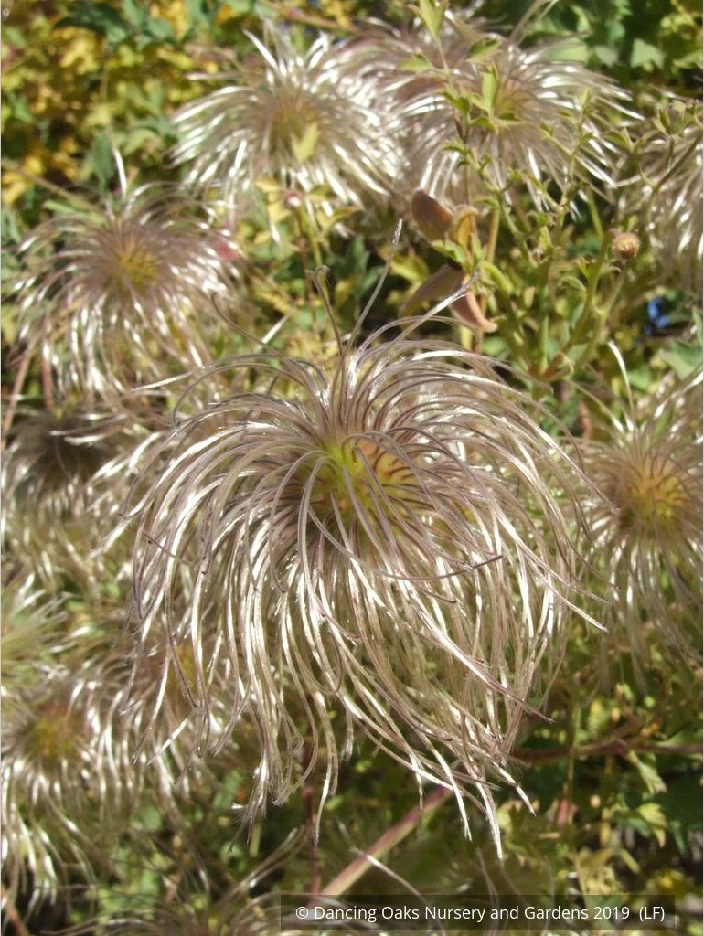 Vines ~ Clematis tangutica, Old Man's Beard ~ Dancing Oaks Nursery and Gardens ~ Retail Nursery ~ Mail Order Nursery