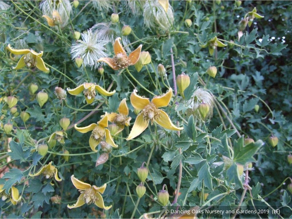 Vines ~ Clematis tangutica, Old Man's Beard ~ Dancing Oaks Nursery and Gardens ~ Retail Nursery ~ Mail Order Nursery