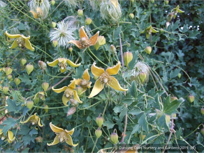 Vines ~ Clematis tangutica, Old Man's Beard ~ Dancing Oaks Nursery and Gardens ~ Retail Nursery ~ Mail Order Nursery