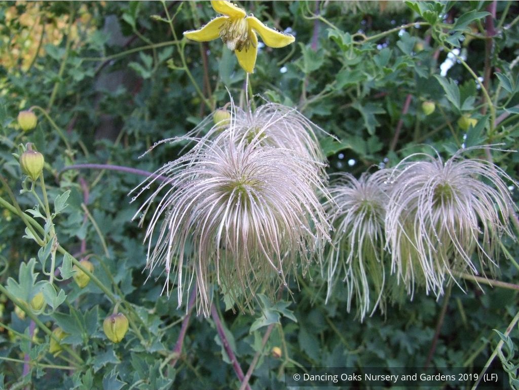Vines ~ Clematis tangutica, Old Man's Beard ~ Dancing Oaks Nursery and Gardens ~ Retail Nursery ~ Mail Order Nursery