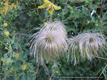 Vines ~ Clematis tangutica, Old Man's Beard ~ Dancing Oaks Nursery and Gardens ~ Retail Nursery ~ Mail Order Nursery