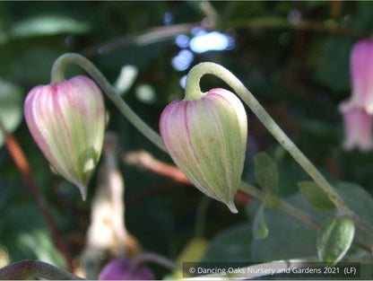 Vines ~ Clematis viorna, Leather Flower, Vase Vine ~ Dancing Oaks Nursery and Gardens ~ Retail Nursery ~ Mail Order Nursery