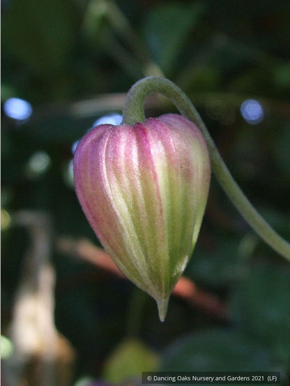 Vines ~ Clematis viorna, Leather Flower, Vase Vine ~ Dancing Oaks Nursery and Gardens ~ Retail Nursery ~ Mail Order Nursery