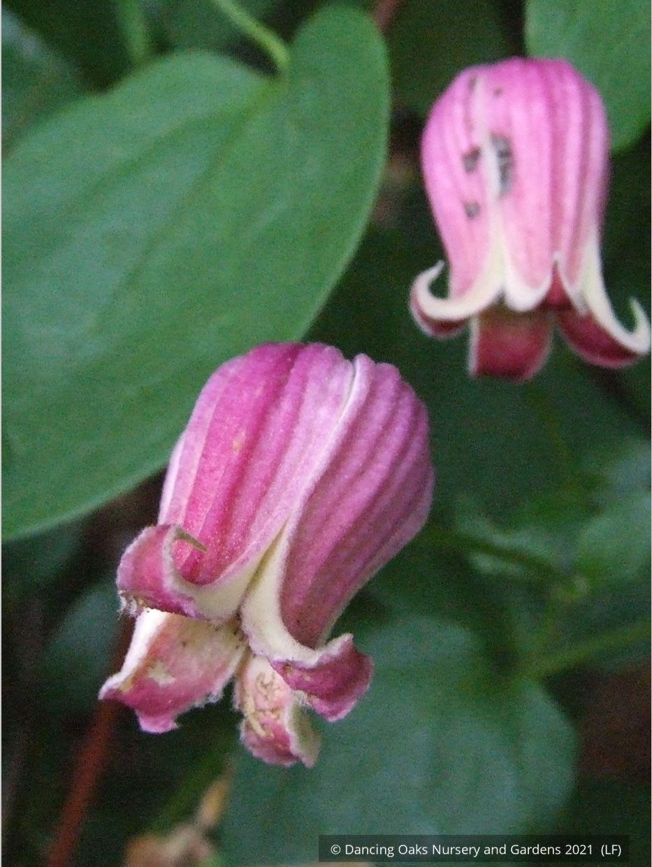 Vines ~ Clematis viorna, Leather Flower, Vase Vine ~ Dancing Oaks Nursery and Gardens ~ Retail Nursery ~ Mail Order Nursery