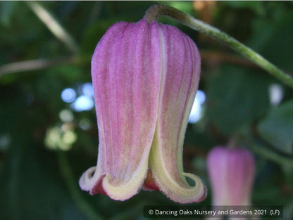 Vines ~ Clematis viorna, Leather Flower, Vase Vine ~ Dancing Oaks Nursery and Gardens ~ Retail Nursery ~ Mail Order Nursery