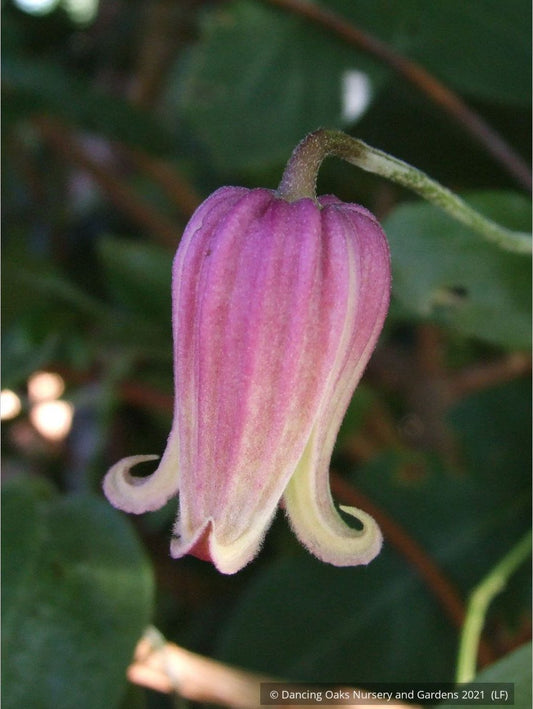 Vines ~ Clematis viorna, Leather Flower, Vase Vine ~ Dancing Oaks Nursery and Gardens ~ Retail Nursery ~ Mail Order Nursery