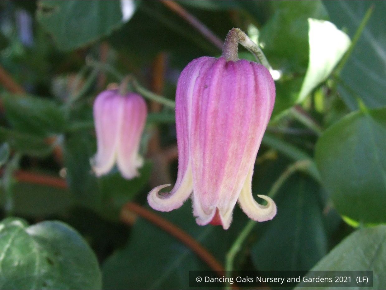 Vines ~ Clematis viorna, Leather Flower, Vase Vine ~ Dancing Oaks Nursery and Gardens ~ Retail Nursery ~ Mail Order Nursery