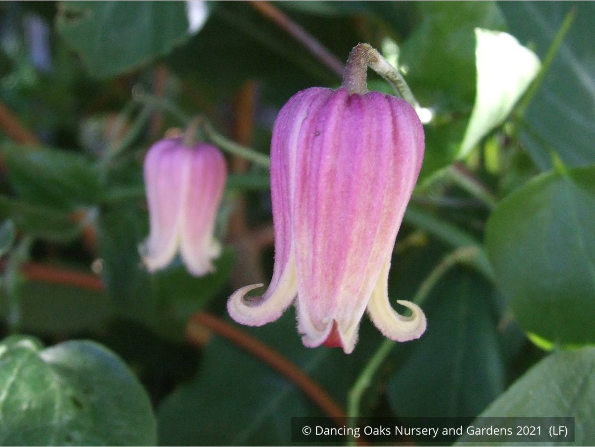Vines ~ Clematis viorna, Leather Flower, Vase Vine ~ Dancing Oaks Nursery and Gardens ~ Retail Nursery ~ Mail Order Nursery