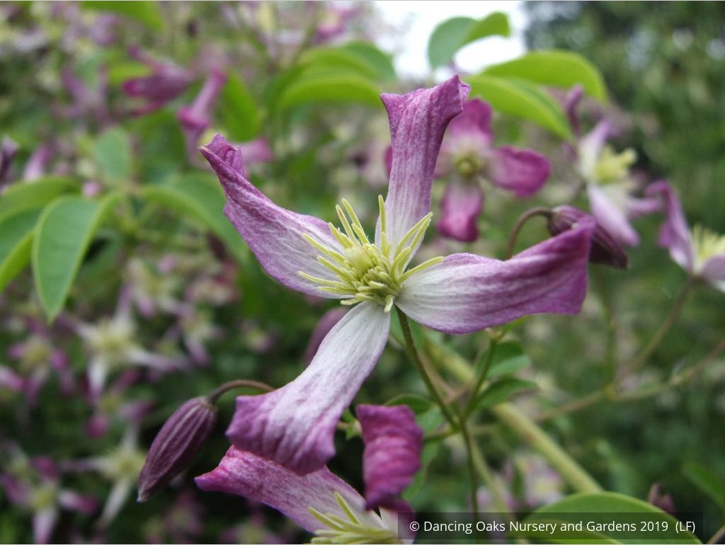 Vines ~ Clematis x triternata 'Rubromarginata' ~ Dancing Oaks Nursery and Gardens ~ Retail Nursery ~ Mail Order Nursery