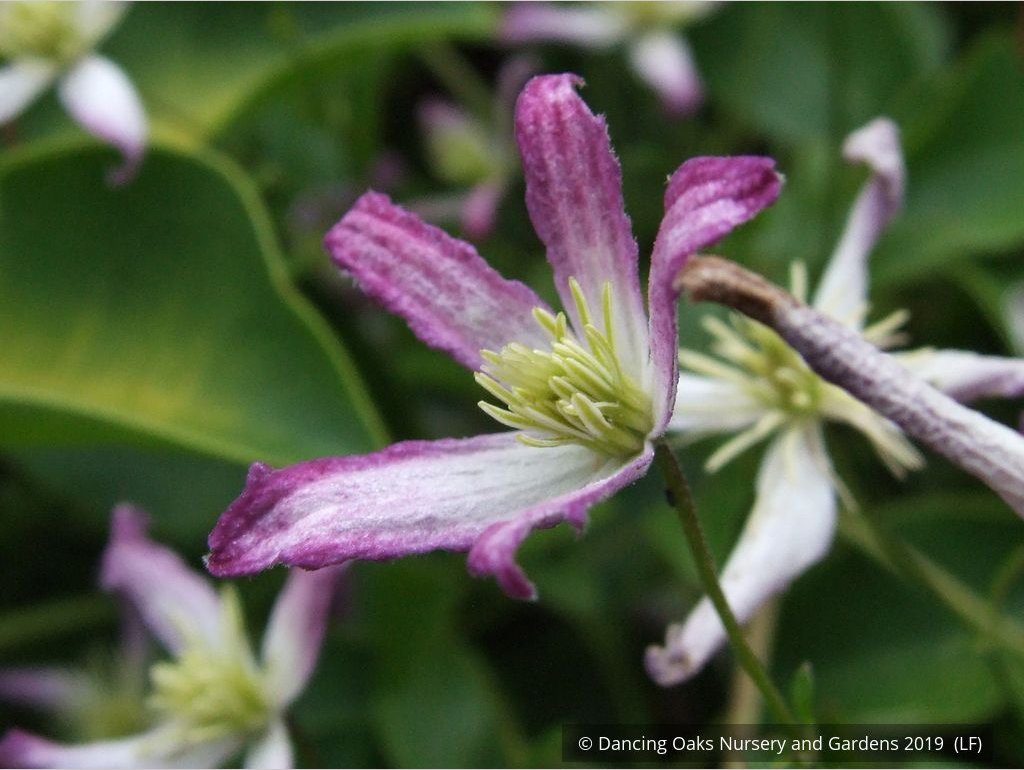 Vines ~ Clematis x triternata 'Rubromarginata' ~ Dancing Oaks Nursery and Gardens ~ Retail Nursery ~ Mail Order Nursery
