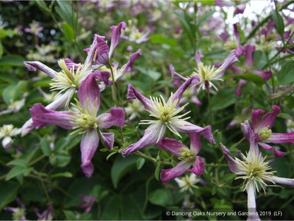 Vines ~ Clematis x triternata 'Rubromarginata' ~ Dancing Oaks Nursery and Gardens ~ Retail Nursery ~ Mail Order Nursery