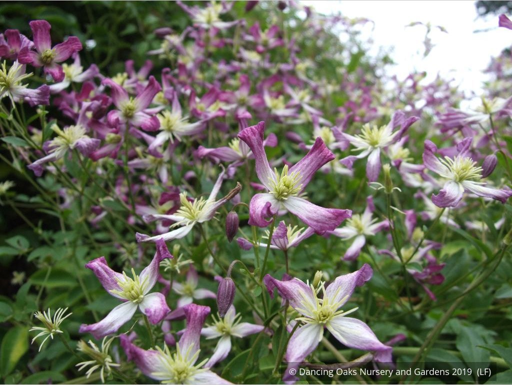 Vines ~ Clematis x triternata 'Rubromarginata' ~ Dancing Oaks Nursery and Gardens ~ Retail Nursery ~ Mail Order Nursery