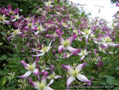 Vines ~ Clematis x triternata 'Rubromarginata' ~ Dancing Oaks Nursery and Gardens ~ Retail Nursery ~ Mail Order Nursery