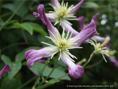 Vines ~ Clematis x triternata 'Rubromarginata' ~ Dancing Oaks Nursery and Gardens ~ Retail Nursery ~ Mail Order Nursery