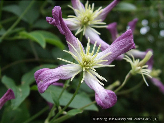 Vines ~ Clematis x triternata 'Rubromarginata' ~ Dancing Oaks Nursery and Gardens ~ Retail Nursery ~ Mail Order Nursery