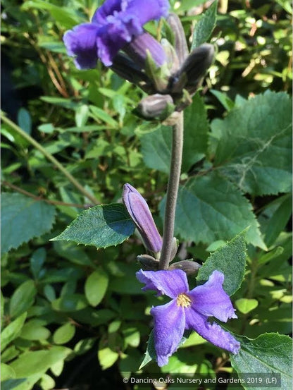 Perennials ~ Clematis heracleifolia, Non-Vining Clematis ~ Dancing Oaks Nursery and Gardens ~ Retail Nursery ~ Mail Order Nursery