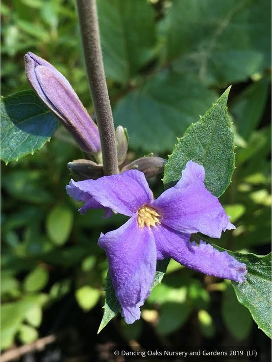Perennials ~ Clematis heracleifolia, Non-Vining Clematis ~ Dancing Oaks Nursery and Gardens ~ Retail Nursery ~ Mail Order Nursery