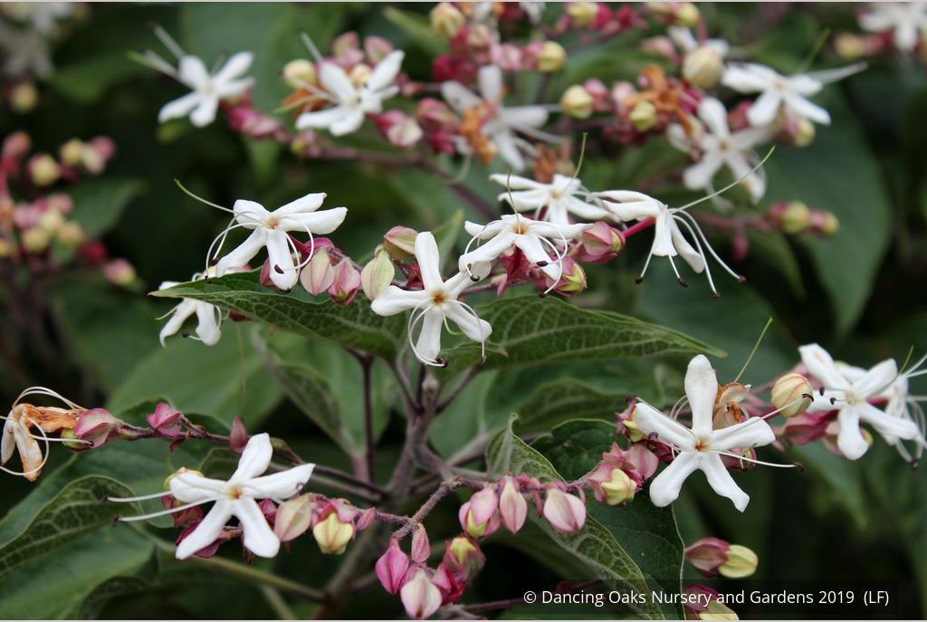 Trees ~ Clerodendrum trichotomum, Glory Bower ~ Dancing Oaks Nursery and Gardens ~ Retail Nursery ~ Mail Order Nursery