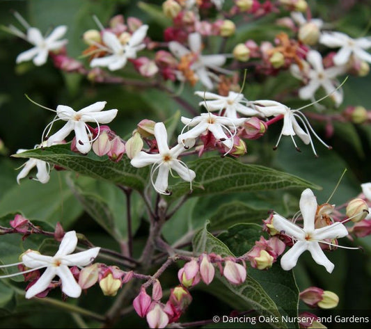 Trees ~ Clerodendrum trichotomum, Glory Bower ~ Dancing Oaks Nursery and Gardens ~ Retail Nursery ~ Mail Order Nursery