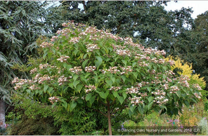 Trees ~ Clerodendrum trichotomum, Glory Bower ~ Dancing Oaks Nursery and Gardens ~ Retail Nursery ~ Mail Order Nursery