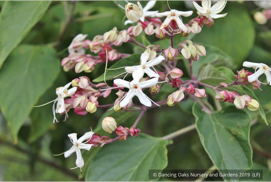Trees ~ Clerodendrum trichotomum, Glory Bower ~ Dancing Oaks Nursery and Gardens ~ Retail Nursery ~ Mail Order Nursery