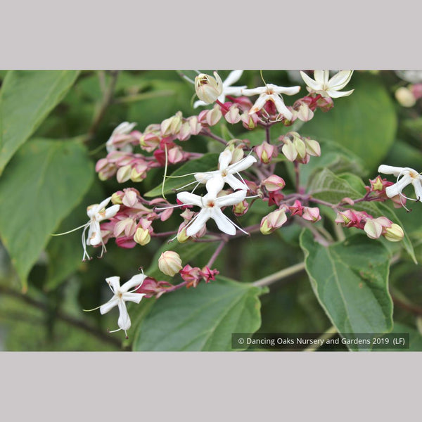 Clerodendrum trichotomum, Harlequin Glory Bower / Peanut