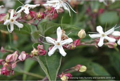 Trees ~ Clerodendrum trichotomum, Glory Bower ~ Dancing Oaks Nursery and Gardens ~ Retail Nursery ~ Mail Order Nursery