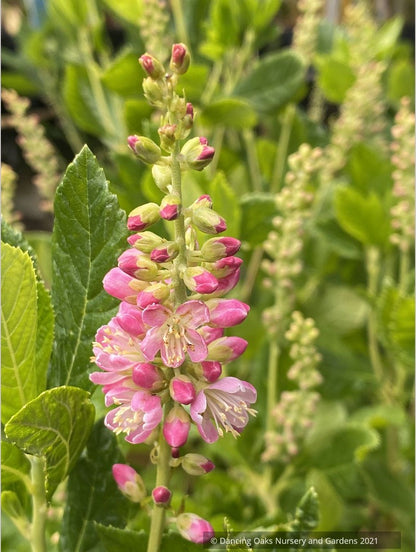 Clethra alnifolia 'Ruby Spice', Summersweet