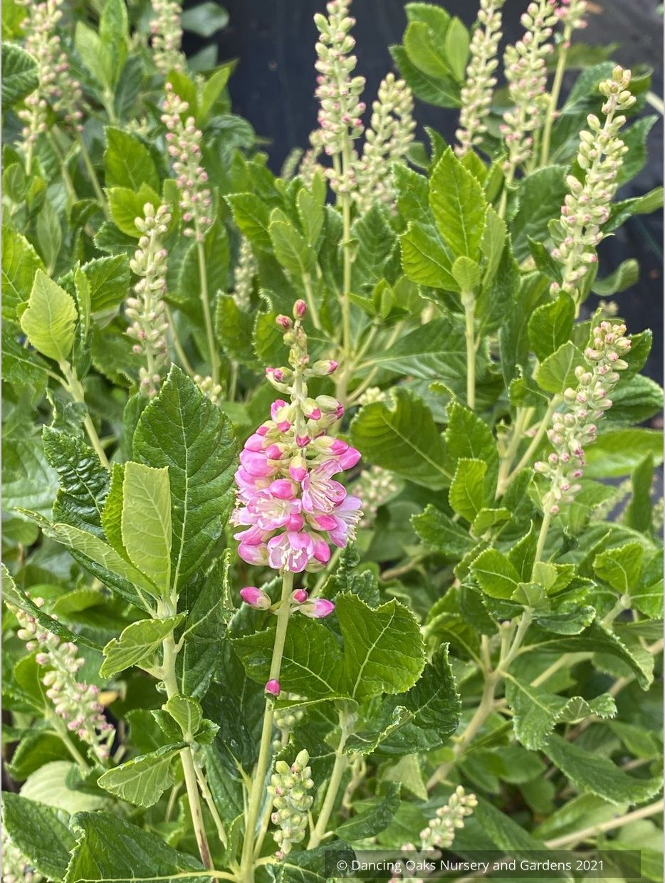 Clethra alnifolia 'Ruby Spice', Summersweet