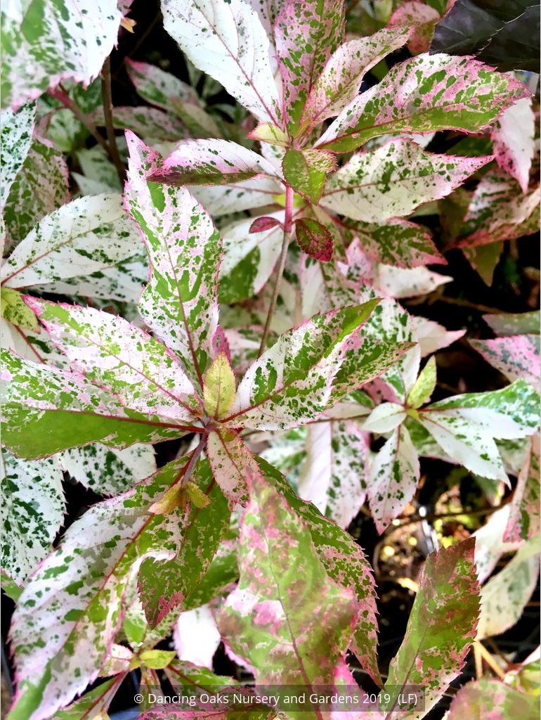 Shrubs ~ Clethra barbinervis 'Takeda Nishiki ~ Dancing Oaks Nursery and Gardens ~ Retail Nursery ~ Mail Order Nursery