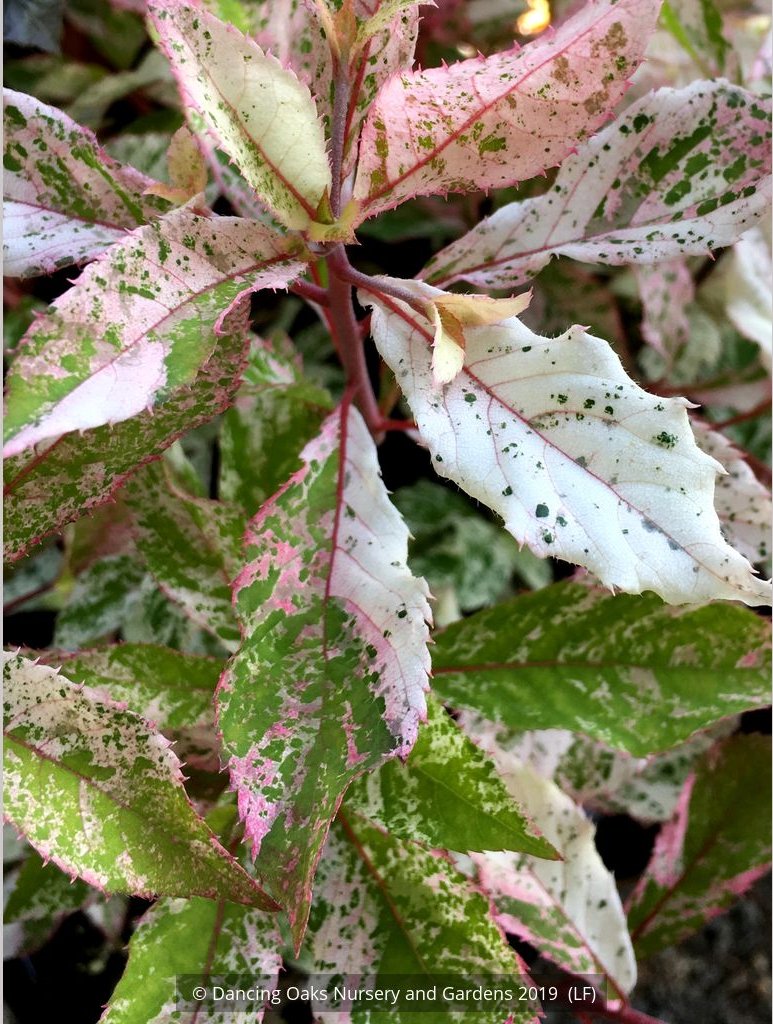 Shrubs ~ Clethra barbinervis 'Takeda Nishiki ~ Dancing Oaks Nursery and Gardens ~ Retail Nursery ~ Mail Order Nursery