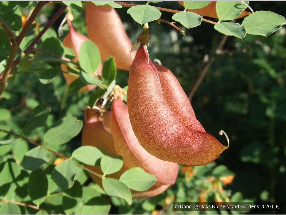 Shrubs ~ Colutea x media, Bladder Senna ~ Dancing Oaks Nursery and Gardens ~ Retail Nursery ~ Mail Order Nursery