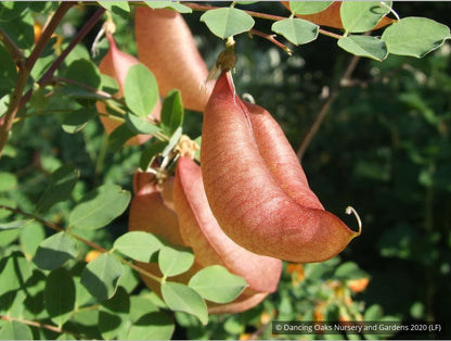 Shrubs ~ Colutea x media, Bladder Senna ~ Dancing Oaks Nursery and Gardens ~ Retail Nursery ~ Mail Order Nursery
