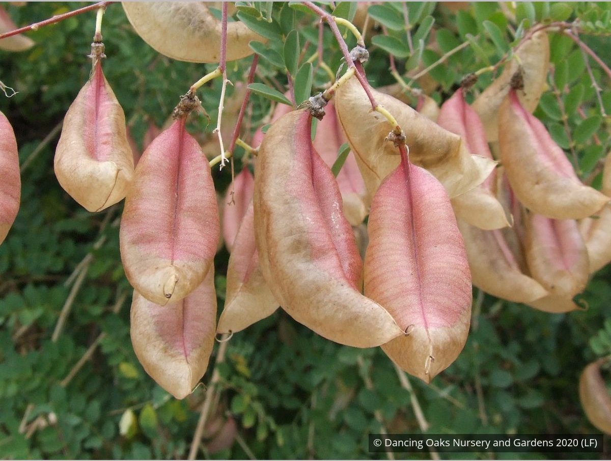 Shrubs ~ Colutea x media, Bladder Senna ~ Dancing Oaks Nursery and Gardens ~ Retail Nursery ~ Mail Order Nursery