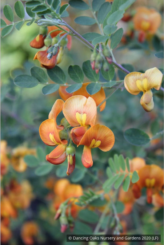 Shrubs ~ Colutea x media, Bladder Senna ~ Dancing Oaks Nursery and Gardens ~ Retail Nursery ~ Mail Order Nursery
