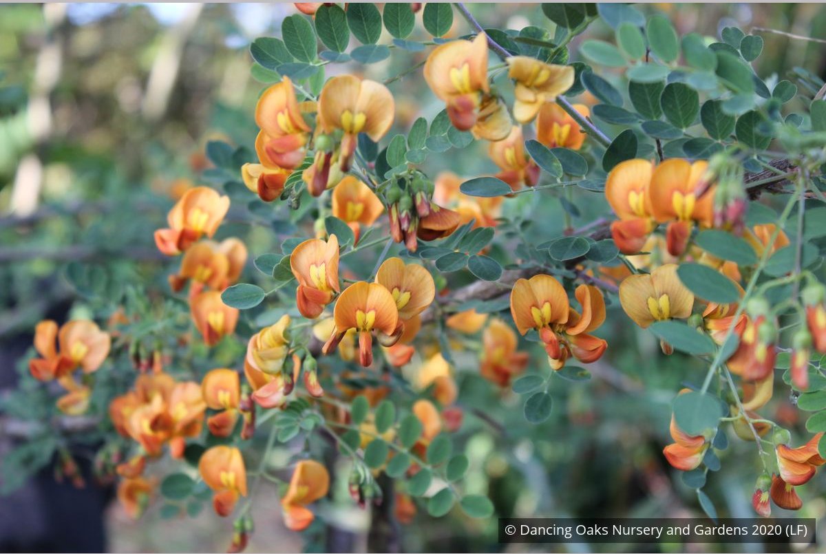 Shrubs ~ Colutea x media, Bladder Senna ~ Dancing Oaks Nursery and Gardens ~ Retail Nursery ~ Mail Order Nursery