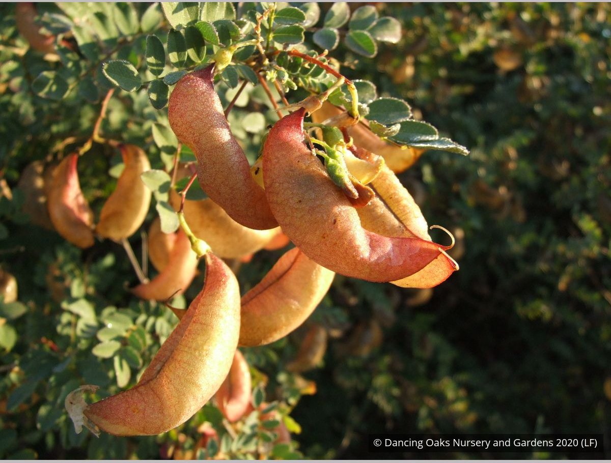 Shrubs ~ Colutea x media, Bladder Senna ~ Dancing Oaks Nursery and Gardens ~ Retail Nursery ~ Mail Order Nursery