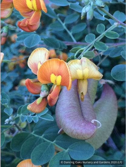 Shrubs ~ Colutea x media, Bladder Senna ~ Dancing Oaks Nursery and Gardens ~ Retail Nursery ~ Mail Order Nursery