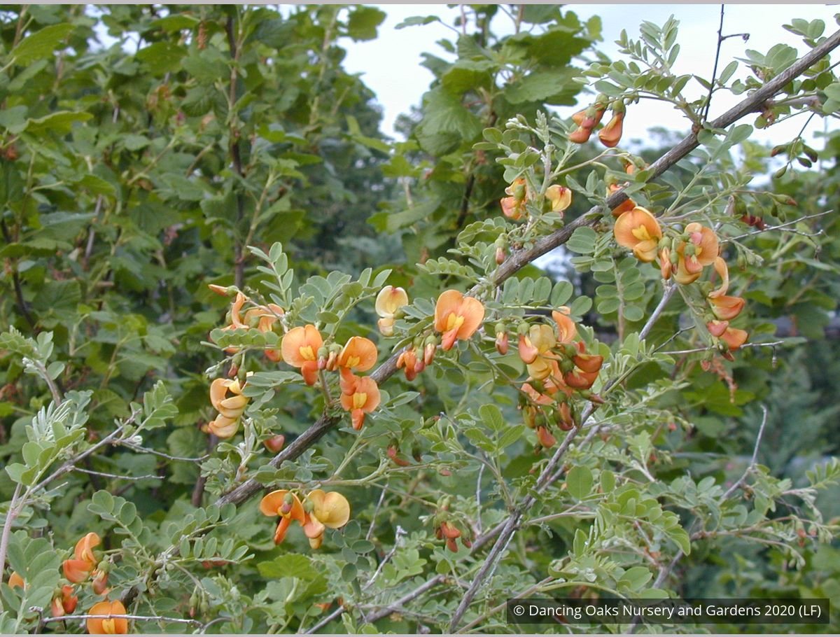 Shrubs ~ Colutea x media, Bladder Senna ~ Dancing Oaks Nursery and Gardens ~ Retail Nursery ~ Mail Order Nursery